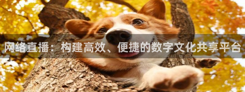飞速体育nba直播：网络直播：构建高效、便捷的数字文化共享平台
